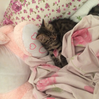 Tekir Kedi, Kedi  Postiş fotoğrafı