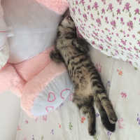 Tekir Kedi, Kedi  Postiş fotoğrafı