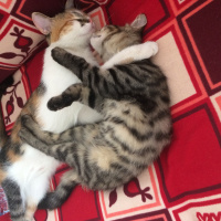 Tekir Kedi, Kedi  Postiş fotoğrafı