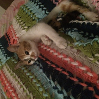 Tekir Kedi, Kedi  Postiş fotoğrafı