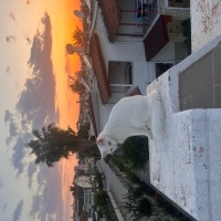 Tekir Kedi, Kedi  Pamuk fotoğrafı