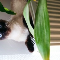 Siyam Kedisi, Kedi  Sakız fotoğrafı