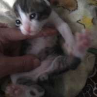 Tekir Kedi, Kedi  Dodo fotoğrafı