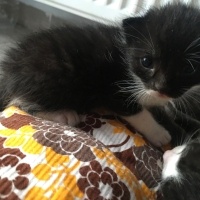 Tekir Kedi, Kedi  Dodo fotoğrafı