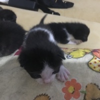 Tekir Kedi, Kedi  Dodo fotoğrafı