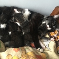 Tekir Kedi, Kedi  Dodo fotoğrafı