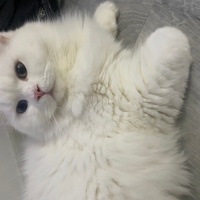 British Longhair, Kedi  Chivas fotoğrafı