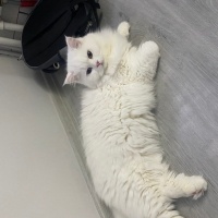 British Longhair, Kedi  Chivas fotoğrafı