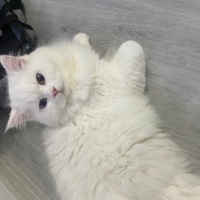 British Longhair, Kedi  Chivas fotoğrafı