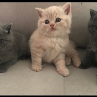 Scottish Fold, Kedi  Figo fotoğrafı