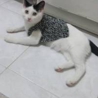 Soke, Kedi  Pitibull fotoğrafı