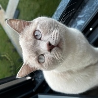 British Shorthair, Kedi  Kivi fotoğrafı
