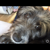 Tibet Terrieri, Köpek  Odin fotoğrafı