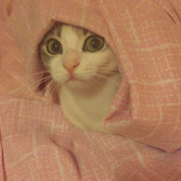 Soke, Kedi  Misha fotoğrafı