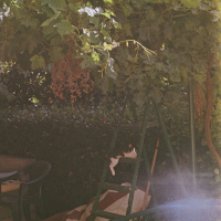 Tekir Kedi, Kedi  ceku fotoğrafı