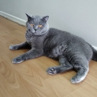 British Shorthair, Kedi  Çiko fotoğrafı