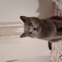 British Shorthair, Kedi  Mia fotoğrafı
