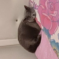 British Shorthair, Kedi  Mia fotoğrafı