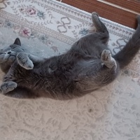 British Shorthair, Kedi  Mia fotoğrafı