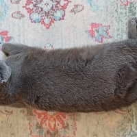 British Shorthair, Kedi  Mia fotoğrafı