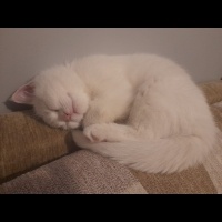 British Shorthair, Kedi  Mia fotoğrafı