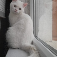 British Shorthair, Kedi  Mia fotoğrafı
