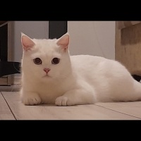 British Shorthair, Kedi  Mia fotoğrafı