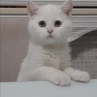 British Shorthair, Kedi  Mia fotoğrafı