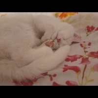 British Shorthair, Kedi  Mia fotoğrafı