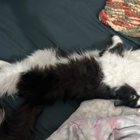 Tuxedo (Smokin) Kedi, Kedi  firuze fotoğrafı