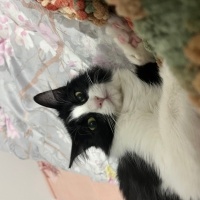 Tuxedo (Smokin) Kedi, Kedi  firuze fotoğrafı