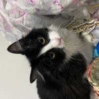Tuxedo (Smokin) Kedi, Kedi  firuze fotoğrafı