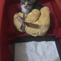Tekir Kedi, Kedi  Leia fotoğrafı