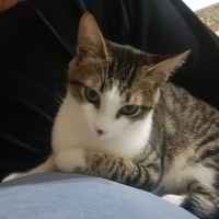 Tekir Kedi, Kedi  Bıdık fotoğrafı