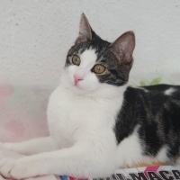 Tekir Kedi, Kedi  Mia fotoğrafı