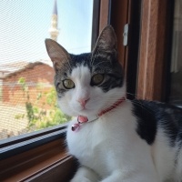 Tekir Kedi, Kedi  Mia fotoğrafı