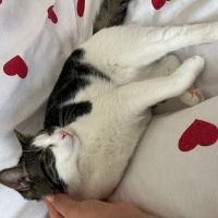 Tekir Kedi, Kedi  Mia fotoğrafı