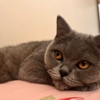 British Shorthair, Kedi  Mia fotoğrafı