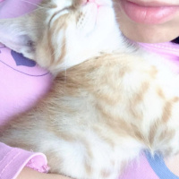 Soke, Kedi  Bambi fotoğrafı