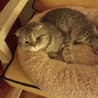 British Shorthair, Kedi  Duman fotoğrafı