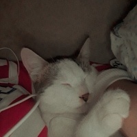 Tekir Kedi, Kedi  Leonn fotoğrafı