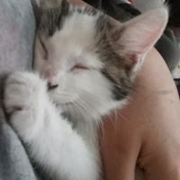 Tekir Kedi, Kedi  Leonn fotoğrafı