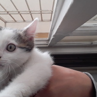 Tekir Kedi, Kedi  Leonn fotoğrafı
