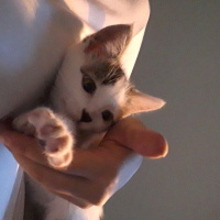 Tekir Kedi, Kedi  Leonn fotoğrafı