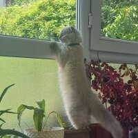 Scottish Fold, Kedi  Mia fotoğrafı