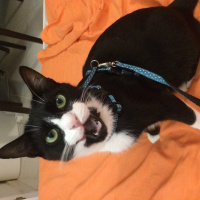 Tuxedo (Smokin) Kedi, Kedi  Pasha fotoğrafı