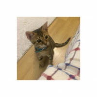 Tekir Kedi, Kedi  E.T. fotoğrafı