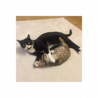 Tekir Kedi, Kedi  E.T. fotoğrafı