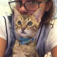 Tekir Kedi, Kedi  E.T. fotoğrafı
