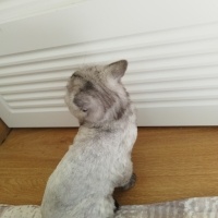 British Shorthair, Kedi  Leydi fotoğrafı